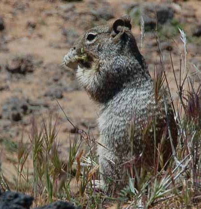 a squirrel finds food in the desert